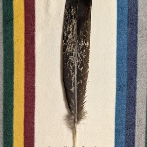 Peut inclure: Une seule grande plume avec un motif tacheté brun foncé et blanc. La plume a une tige centrale et une base duveteuse. Le fond est une surface blanche avec des rayures colorées. Le texte en bas indique : "You will receive all the feathers pictured."