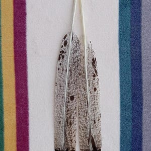 Peut inclure: Deux longues plumes blanches avec des taches noires et brunes. Les plumes sont disposées verticalement, les pointes vers le haut.