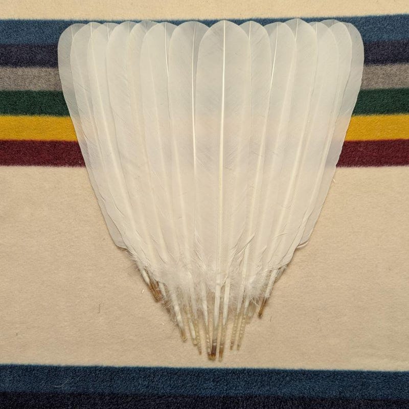 Bulk Hawk Feathers - Etsy