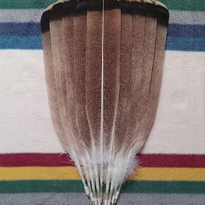 May include: A fan of brown and white feathers with black tips, set against a striped blanket. The blanket features stripes of red, yellow, green, and blue. The feathers are arranged in a symmetrical pattern.