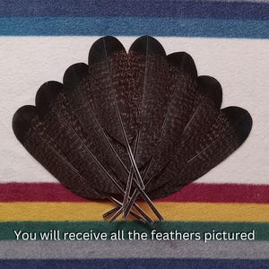 T121 - Plumes foncées de dindon sauvage