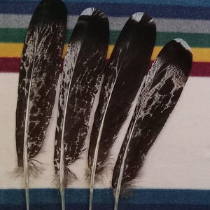 T102 - Trimmed Tail Feathers