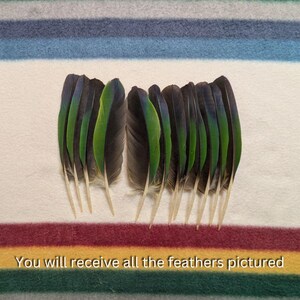 May include: Eleven feathers with a striking colour gradient, transitioning from deep blue to vibrant green. The feathers have white stems. The text at the bottom reads: "You will receive all the feathers pictured."