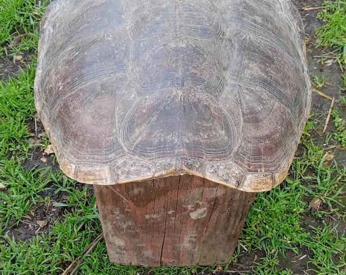 G301 - Snapping Turtle Shell - Etsy