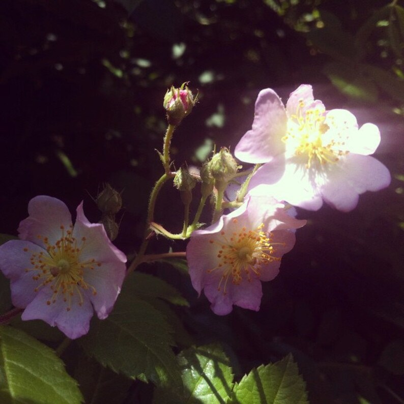 Wild Rose Cream for Face Body herbal natural skin care roses rose hips handmade herbs image 3