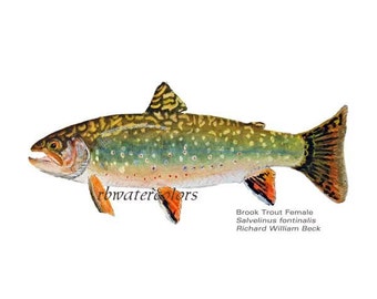Gifts under 20 Fish Brook Trout Female PRINT watercolor painting fishing
