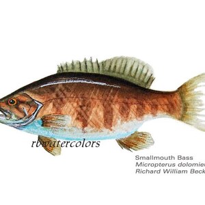 art for him Smallmouth Bass Fish PRINT 8x10 wall decor outdoors art man cave room den office study decor sportsman sportsmen image 1