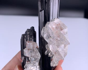 Collector Grade Black Tourmaline Crystal with Garnet and Quartz (100g)
