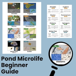 May include: A beginner's guide to pond microlife, featuring images of Amoeba, Euglena, Stentor, Paramecium, Diatoms, Spirogyra, Water Flea, and Rotifer. The guide includes a magnifying glass graphic and the title "Pond Microlife Beginner Guide."