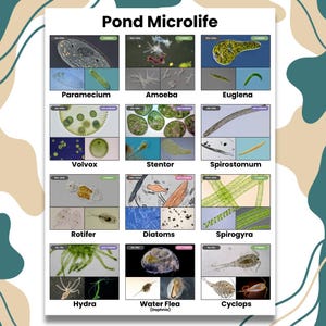 Vijver microlife identificatiekaart - digitale download educatieve poster - biologie natuurkunde leraar natuurstudie Homeschool Resource