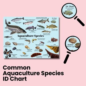 Op de afbeelding: Een poster getiteld "Common Aquaculture Species ID Chart" op een roze achtergrond. De kaart bevat illustraties van verschillende waterdieren, waaronder vissen, schaaldieren en zeewier. Vergrootglazen benadrukken Nijltilapia en Abalone.