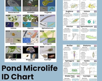 Tabla de identificación de microvida en estanques: Póster educativo de biología (descarga digital)