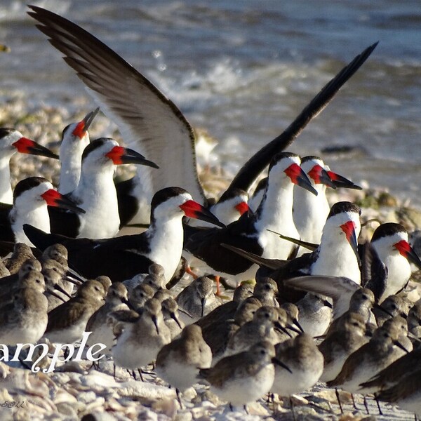 Black Skimmers Etsy