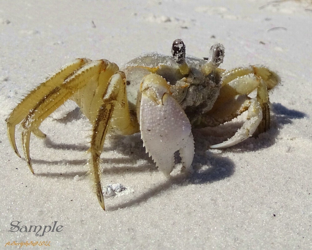 Crab Photograph 