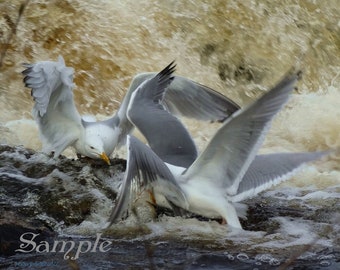 Seagul's Chase - In spring the fish run up the streams in Maine, The Guls Enjoy! - 8 x 10 photo print - My personal image - A.Seriph@22