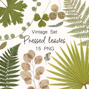 May include: A collection of pressed leaves in various shapes and shades of green and brown, including ferns, clovers, and eucalyptus. The text "Vintage Set Pressed leaves 15 PNG" is displayed in a decorative font.