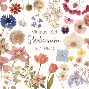 May include: A collection of dried flowers in various colors, including pink, blue, and yellow, arranged on a white background. The text "Vintage Set Herbarium 32 PNG" is displayed in the center. The image features a variety of floral elements.