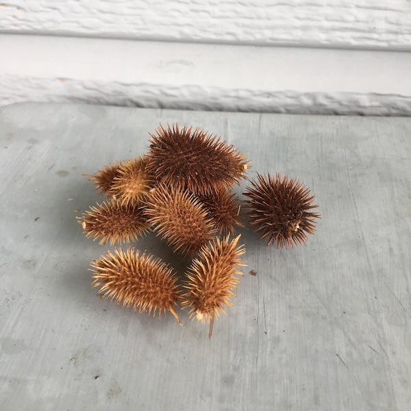 Cockelbur Seed Pods | Large Burs Xanthium strumarium | Dried Flower arrangement | Decorative Seed Pods | Spiky seed Pods