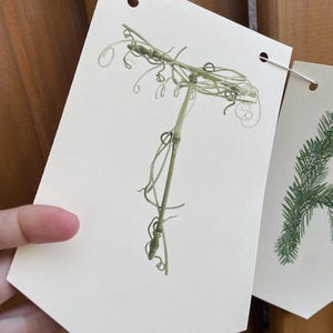 K&ouml;nnte beinhalten: Ein Banner mit einer botanischen Illustration einer Weinrebe. Die Rebe hat eine hellgr&uuml;ne Farbe und zarte Ranken. Das Banner besteht aus cremefarbenem Papier und ist mit wei&szlig;er Schnur aufgef&auml;delt. Der Hintergrund ist ein Holzzaun.
