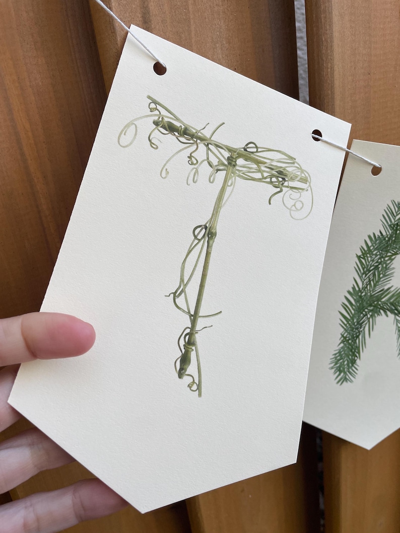 K&ouml;nnte beinhalten: Ein Banner mit einer botanischen Illustration einer Weinrebe. Die Rebe hat eine hellgr&uuml;ne Farbe und zarte Ranken. Das Banner besteht aus cremefarbenem Papier und ist mit wei&szlig;er Schnur aufgef&auml;delt. Der Hintergrund ist ein Holzzaun.