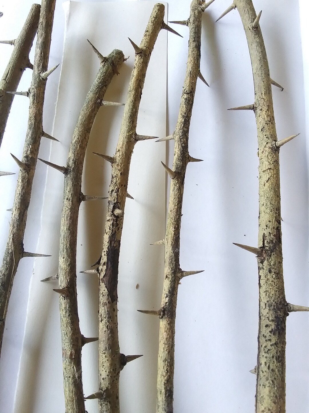 10 Dried Branches With Long Sharp Thorns Wild Osage Orange Hardwood
