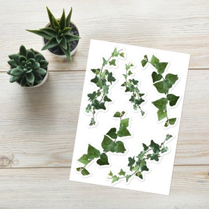 Trailing Ivy Vine Sticker | Stickers of real ivy vine - English Ivy & Variegated Ivy