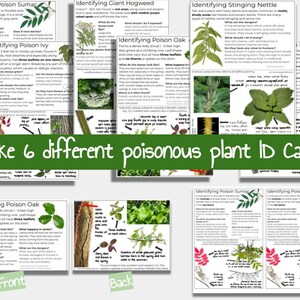 6 Poisonous Plant Identification Info Cards | Download &amp; Print Info ...