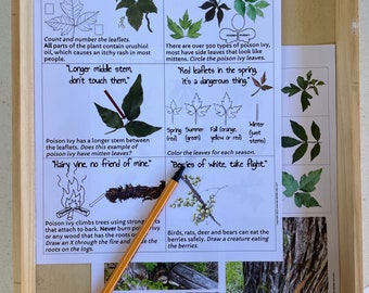 Identify Poison Ivy Worksheet Printable | Poison Ivy Education | Boy Scouts | Girl Scout activity | Safe Hiking | Camping Activity