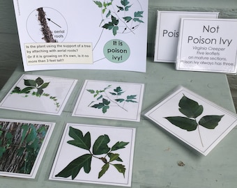 Poison Ivy Identification Bundle | Learn how to identify poison ivy, Laminated Poison Ivy Identification card & 14 plant ID cards
