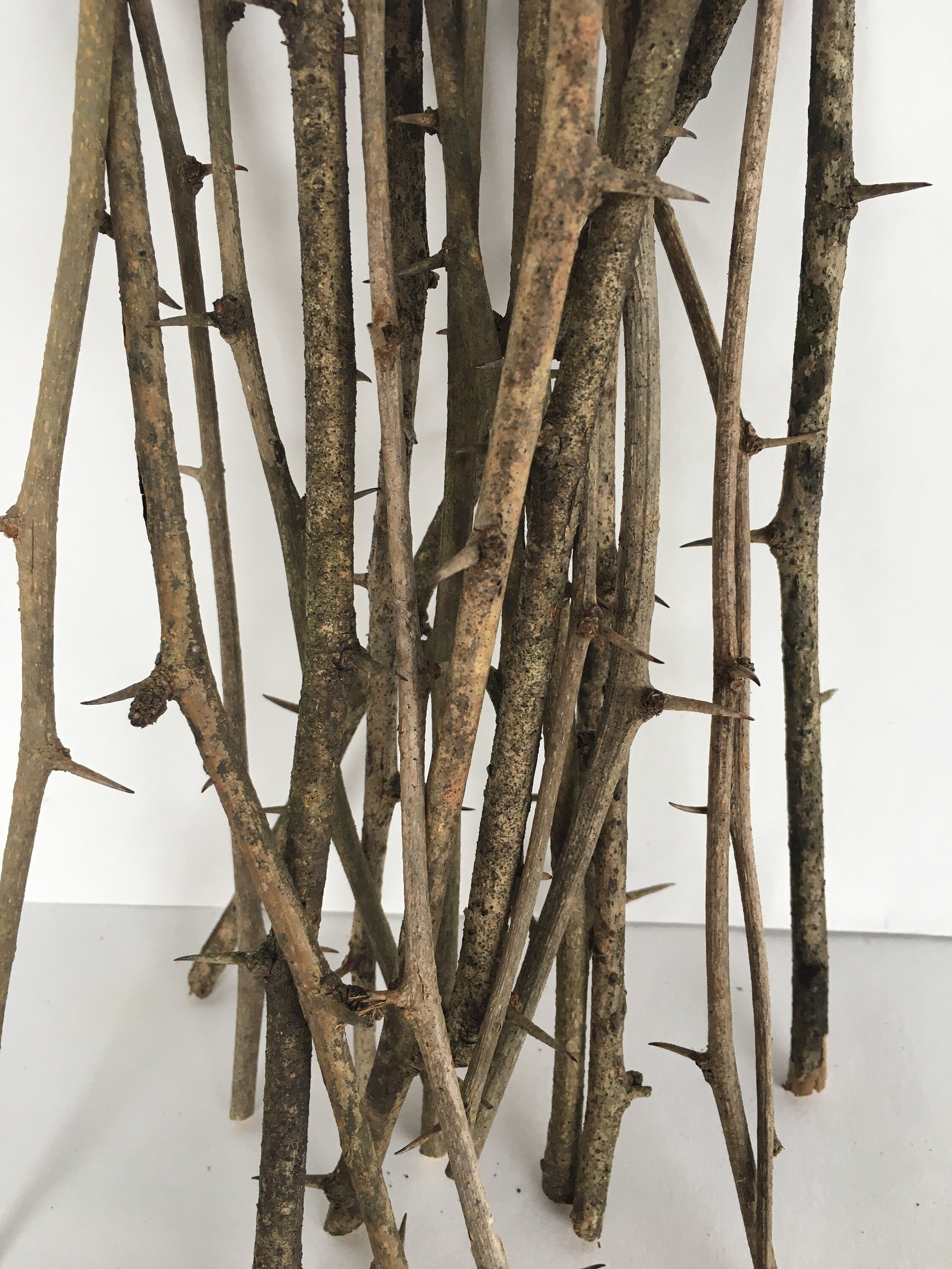 50 Thorn Branches, Dried Rose Stems for Vases and Home Decor
