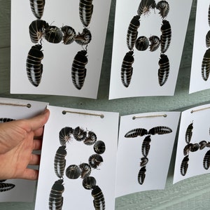 Printable Roly-Poly Insect Birthday Banner - Pill Bug Decoration & Cupcake toppers