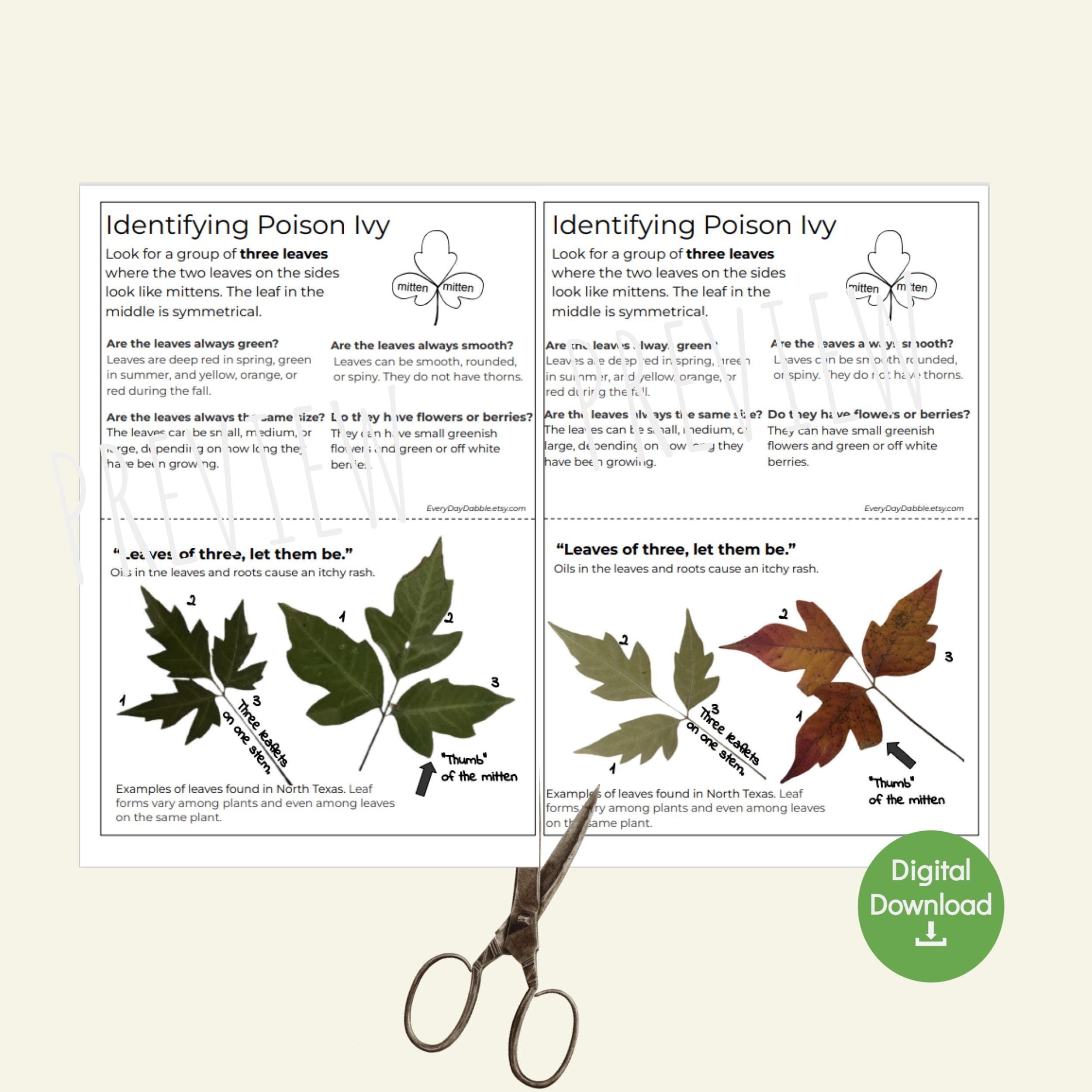 Digital Poison Ivy Identification Bundle | Learn How to Identify