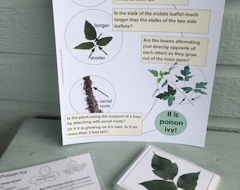 Digital Poison Ivy Identification Bundle | Learn how to identify poison ivy printable, Poison Ivy Identification card & 14 plant ID cards