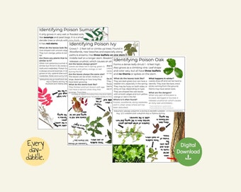 6 Poisonous Plant Identification Info Cards | Download & Print Info Cards for: Poison Ivy, Oak, Sumac, hemlock, Hogweed, and Stinging Nettle