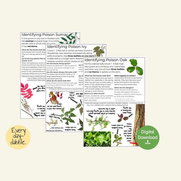 6 Giftige Pflanzenkennzeichnungskarten | Download & Druck Infokarten für: Poison Ivy, Eiche, Sumach, Hemlock, Bärenklau, und Brennessel