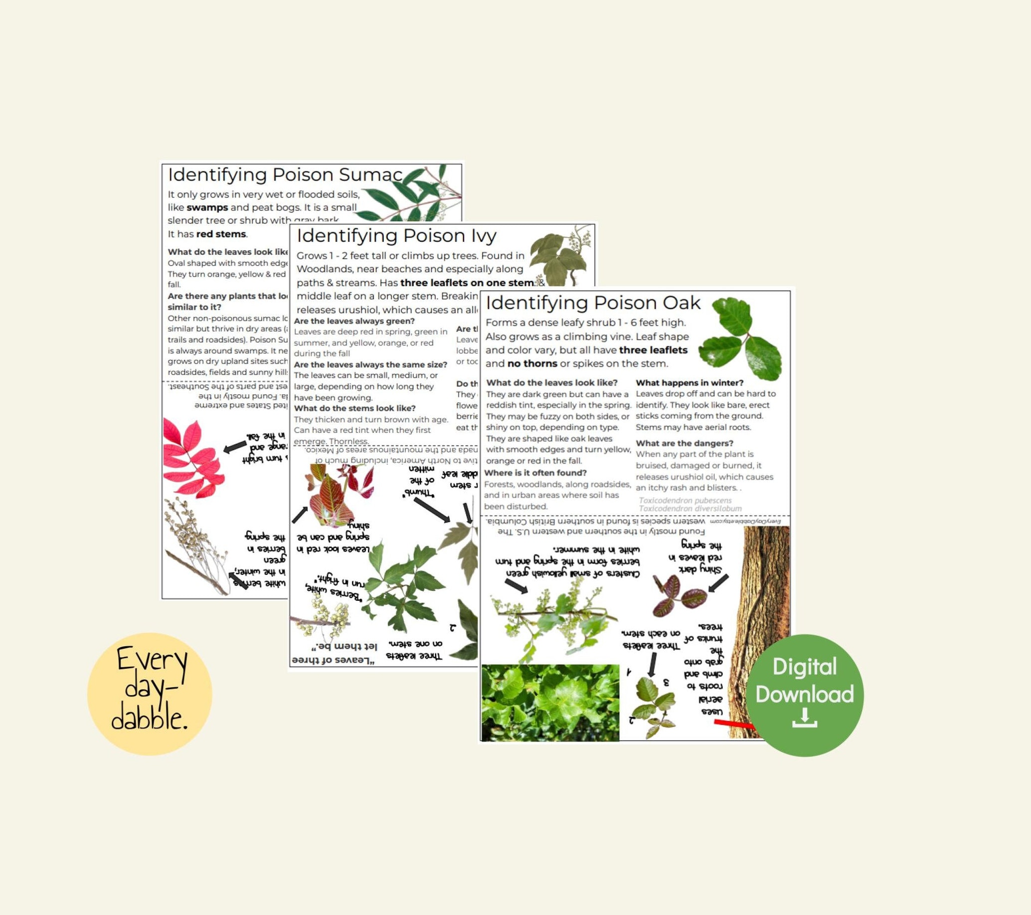 6 Poisonous Plant Identification Info Cards | Download & Print Info Cards for: Poison Ivy, Oak, Sumac, hemlock, Hogweed, and Stinging Nettle