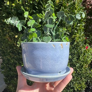 May include: A light blue ceramic planter with a matching saucer, featuring a smooth, glossy finish and subtle, irregular rim details. The pot contains a green leafy plant with small, rounded foliage, creating a simple, functional display.