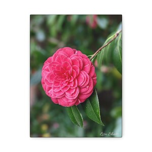 Pink Camellia Floral Canvas Art: Garden Wall Decor