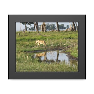 Stampa incorniciata leonessa africana, decorazione da parete per la casa africana, regalo di inaugurazione della casa, arte della fauna selvatica del Kenya, arte da parete safari, foto a tema leonessa