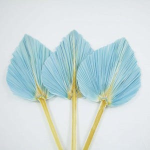 Dried Palm Leaf Pack of 3 Height 65cm for Weddings Events Parties Gatherings Flower Arrangements