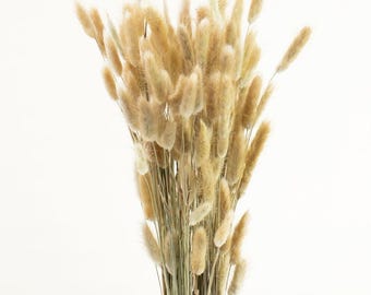 Getrocknete Lagurus 60 Stück für Hochzeiten Events Blumenarrangements