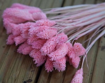 Getrocknete Phalaris Bund 50 Stück Elfenbein oder Rosa für Hochzeiten Events Blumensträuße Arrangements