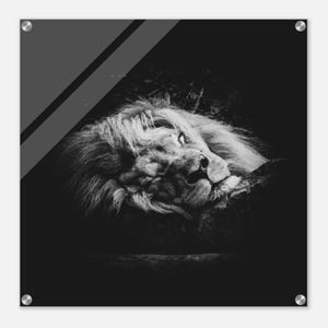 Lion wall art black and white on acrylic glass – majestic animal art for your home