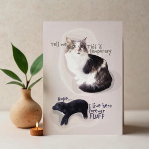 Carte postale drôle de chat et de chien pour le frère et la sœur, impression numérique d'un chiot noir et d'un chat duveteux