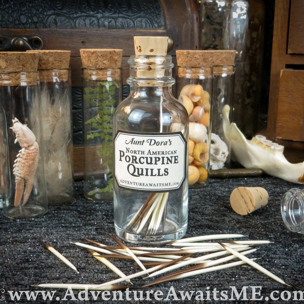 Porcupine Quills - Aunt Dora's Magic & Mythic Ingredients, magical object story protection apotropaic spells pagan curio animal spirit guide