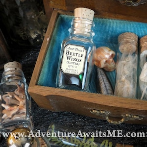 Beetle Wings - Aunt Dora's Magic & Mythic Ingredients, pagan curio insect bug elytra oddity