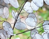 Heirloom Money Plant Silver Dollar Seeds Flower Garden Organic Wildflower Seed Honesty Lunaria annua Lunaria biennis Lavender Purple Flowers