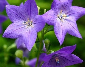 Heirloom Tussock Bellflower Flower Seed Organic Rock Container Garden Campanula carpatica