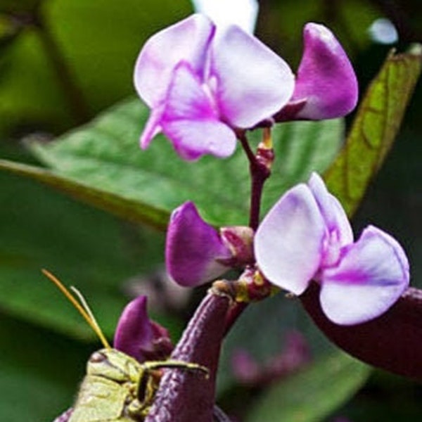 Hyacinth Bean Dolichos Heirloom Seeds - Flowering Annual Vine, Trellis Gardening, Organic, Non-GMO