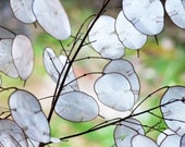 Heirloom Money Plant Silver Dollar Seeds Flower Garden Organic Wildflower Seed Honesty Lunaria annua Lunaria biennis Lavender Purple Flowers